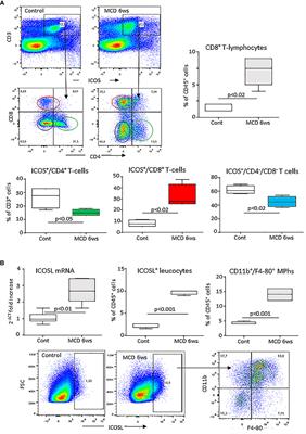 Role of the co-stimulatory molecule inducible T-cell co-stimulator ligand (ICOSL) in the progression of experimental metabolic dysfunction-associated steatohepatitis